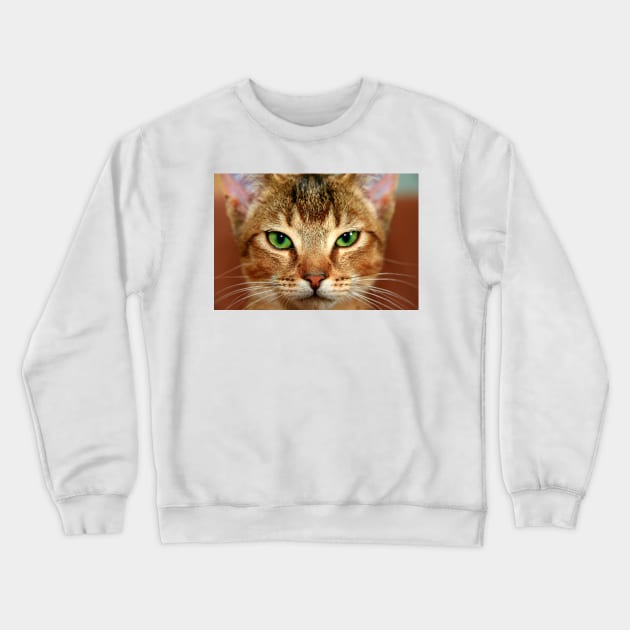 Cute Cat Close-up Photography Crewneck Sweatshirt by ZUCCACIYECIBO